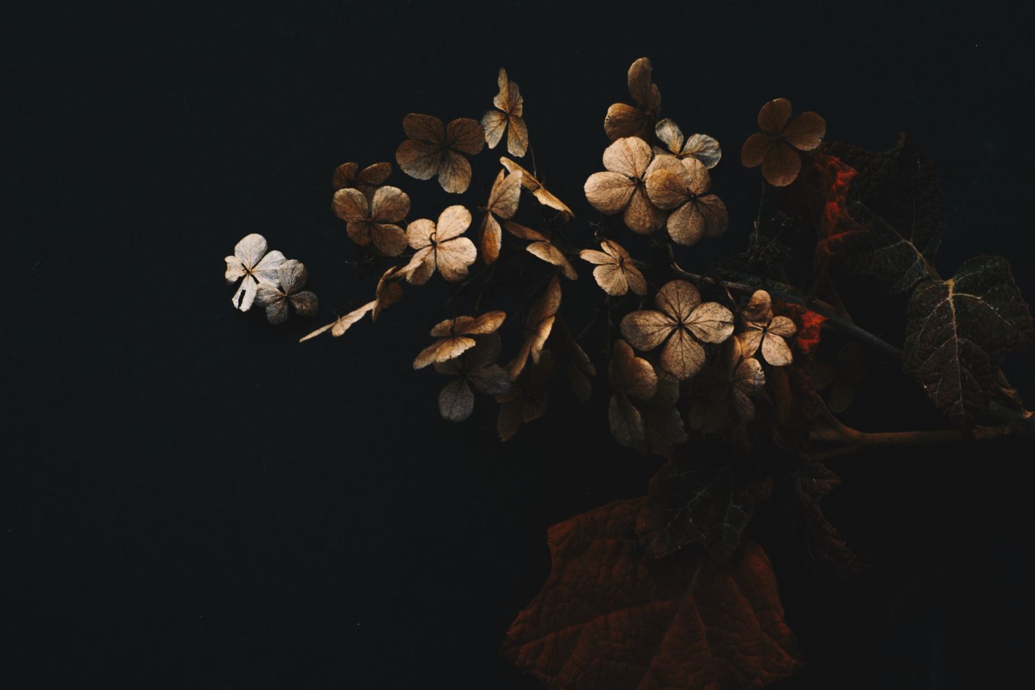 Nature morte poudrée, hortensias séchés couleur nacre émergeant du noir