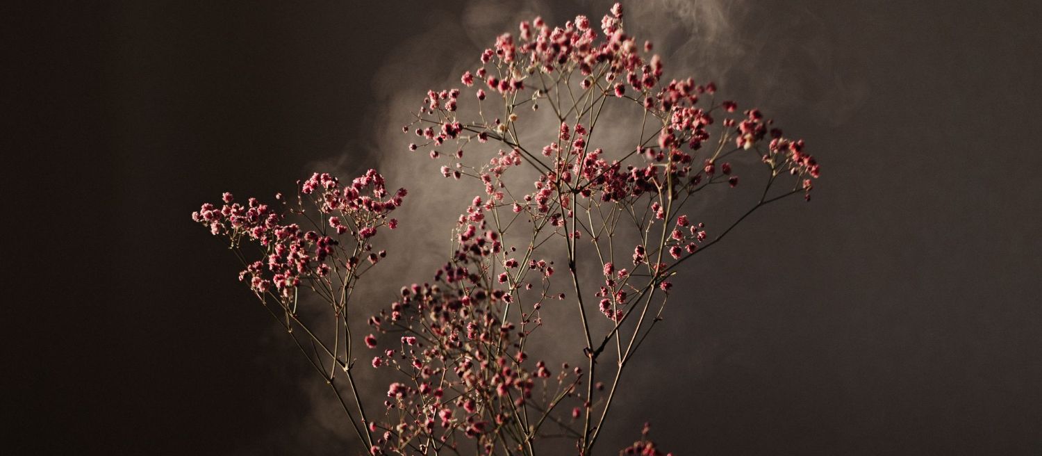Fleurs séchées roses traversées de fumée, roseraie à la nuit tombée